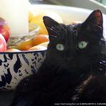 black cat with fruit bowl