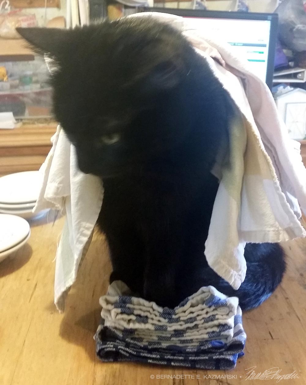black cat with dishtowels on back