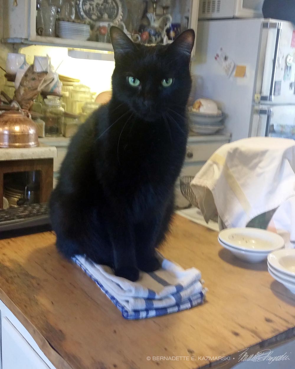 black cat on dishtowels