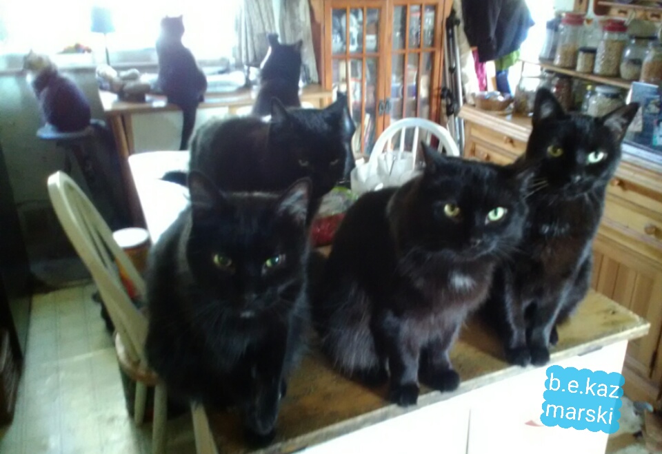 eight black cats