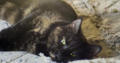 tortoiseshell cat on bed