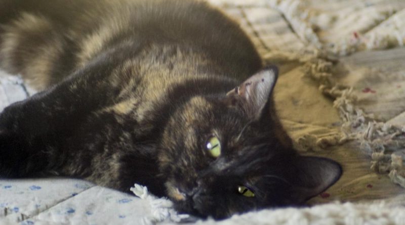 tortoiseshell cat on bed