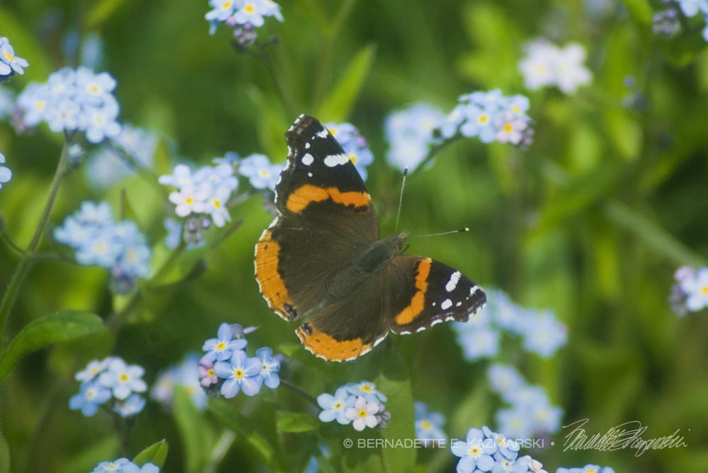 A red admiral on forget-me-nots.