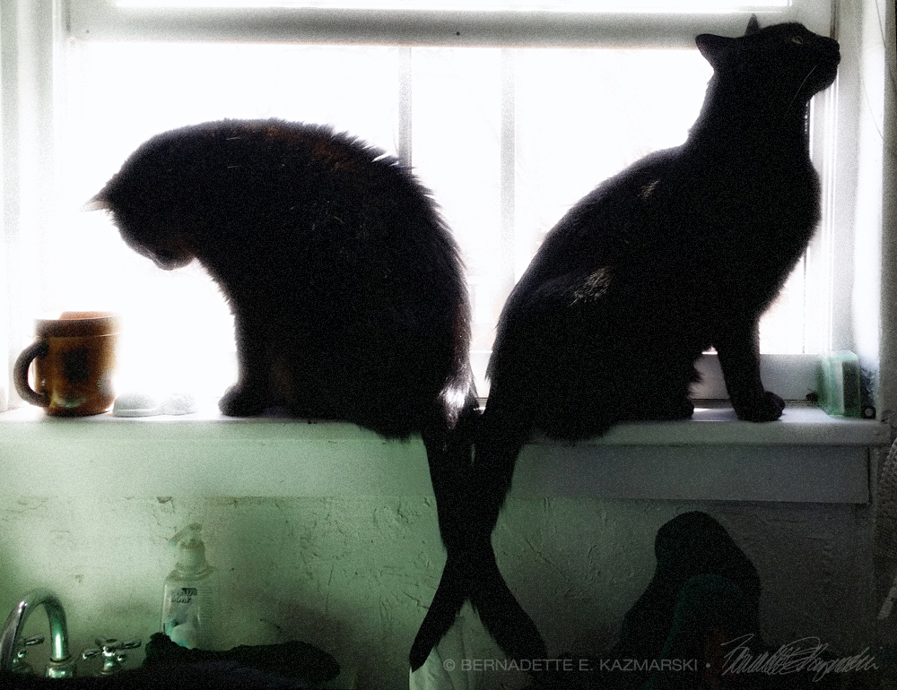 two black cats on windowsills