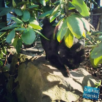 black cat outdoors