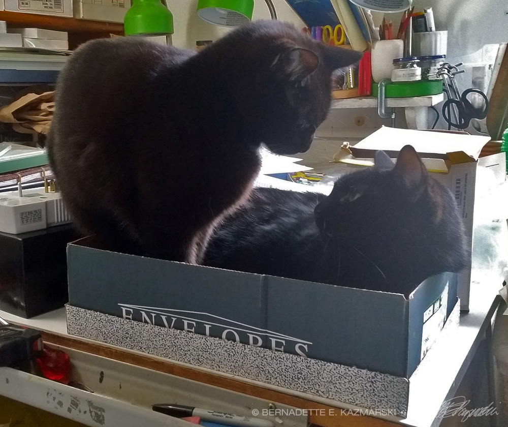 two black cats in box