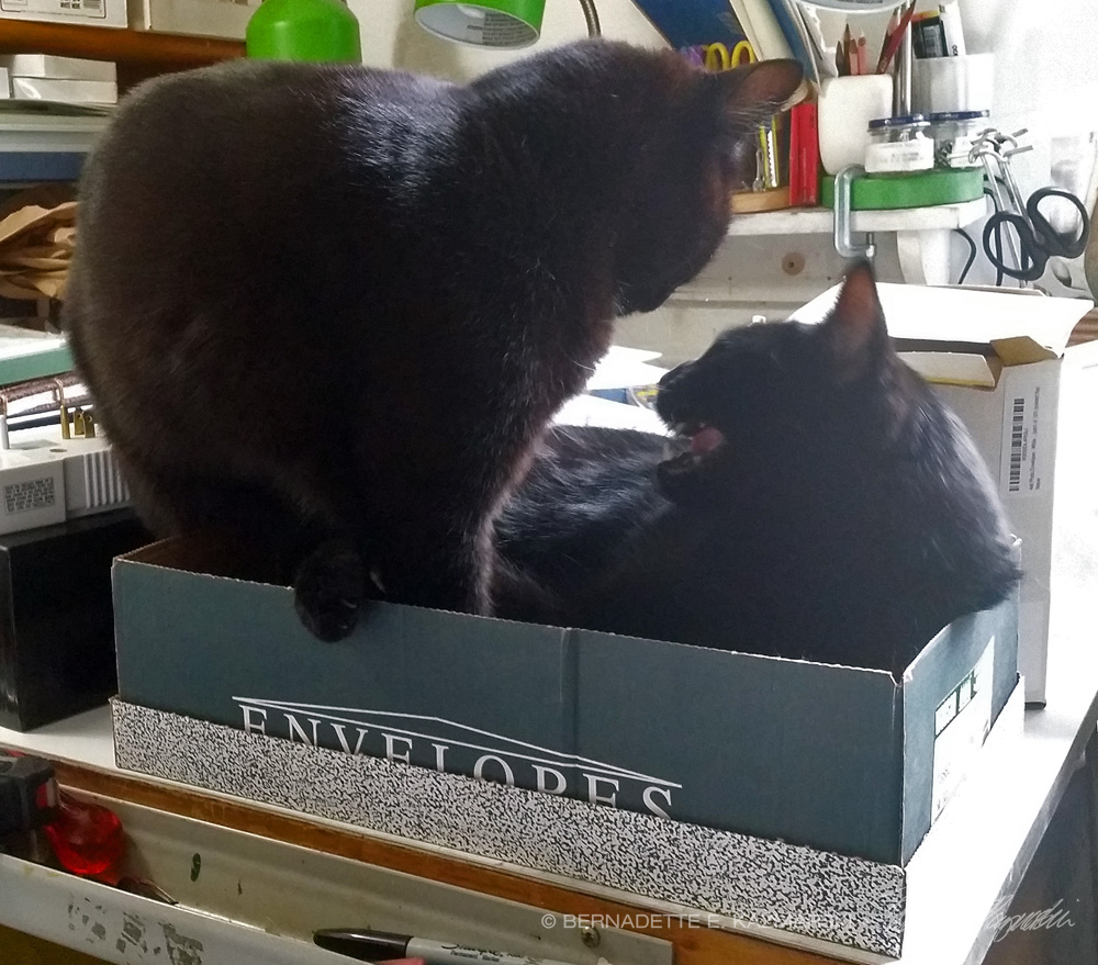two black cats in box