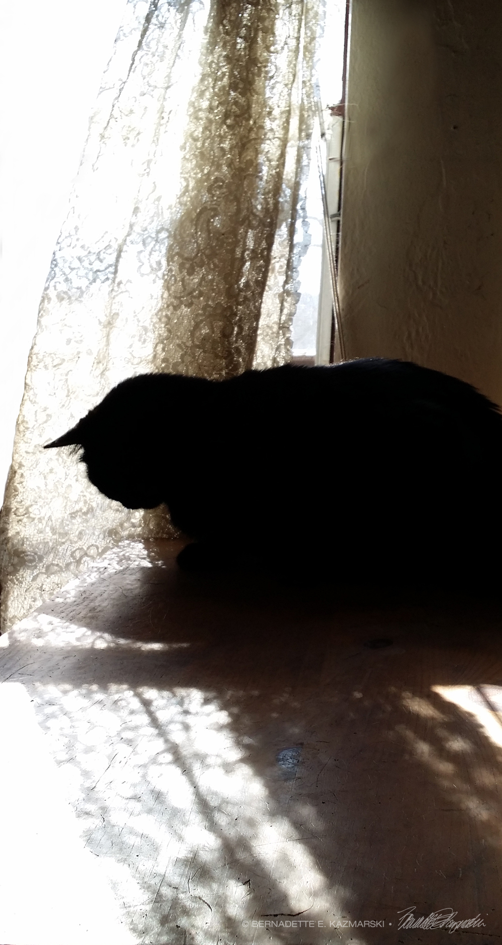 black cat with lace curtains and shadows