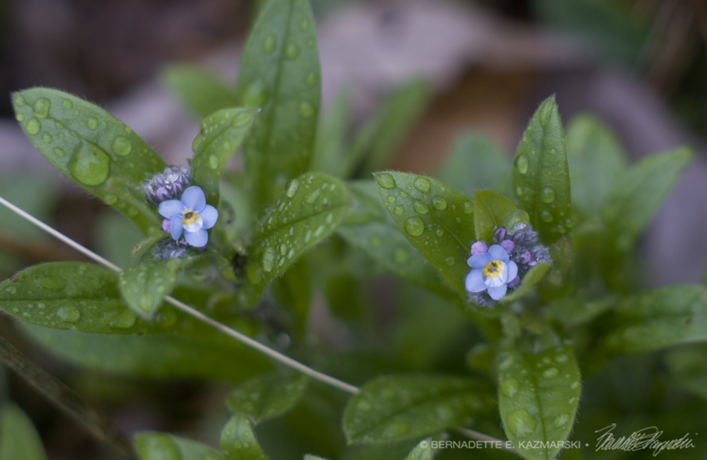Forget-me-nots bloomed!