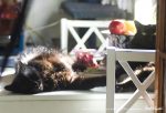 two black cats on table in sun