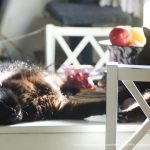 two black cats on table in sun