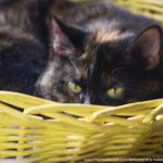tortoiseshell cat in yellow basket coordinating colors