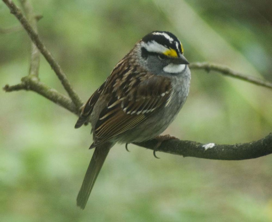 White-throated sparrow.