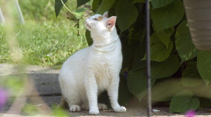 White cat with orange spots from down the street.