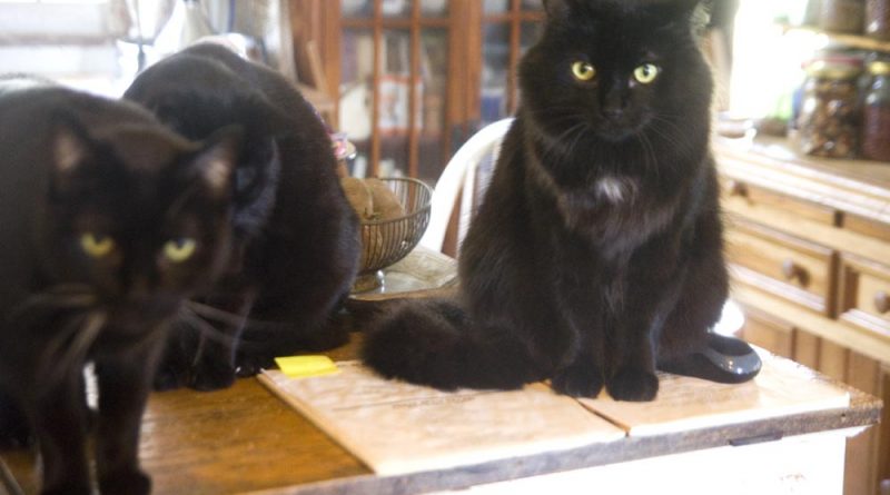 three black cats in kitchen
