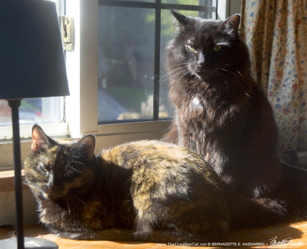 two cats in sun