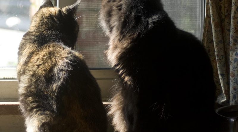 two cats at sunny window
