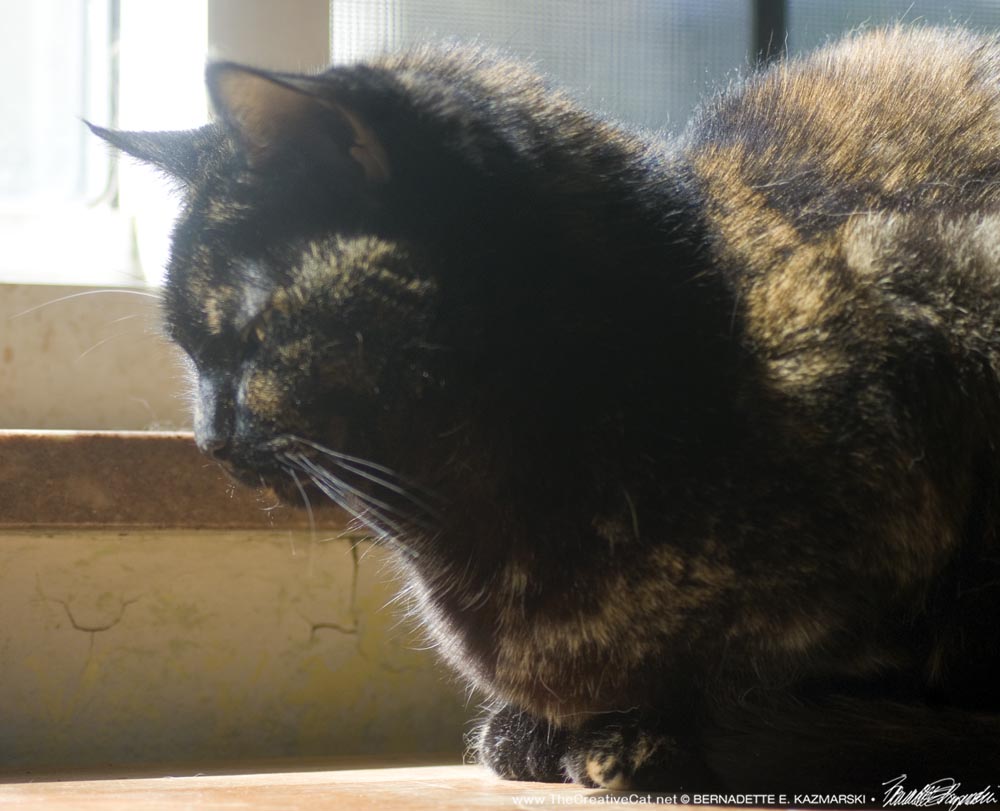 tortoiseshell cat dozing in sun