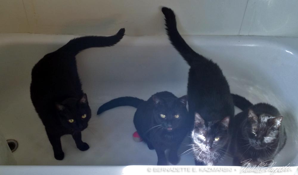 four black cats in tub