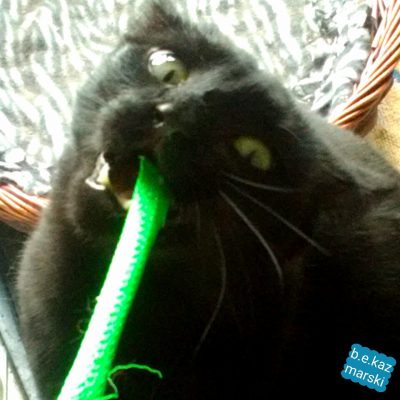 black cat with catnip