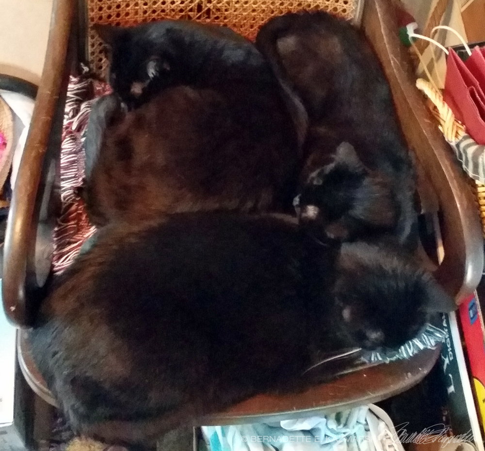 three black cats on rocker
