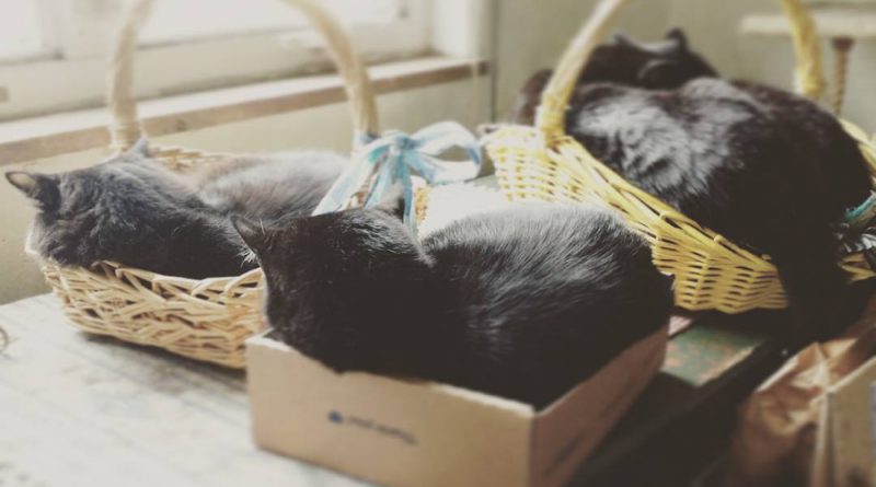 Conserving energy, reusing and repurposing shipping boxes and baskets the human pulled from a neighbor's trash, cuddling to keep warm, celebrating Earth Day.