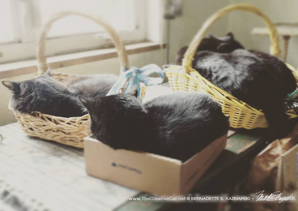 Conserving energy, reusing and repurposing shipping boxes and baskets the human pulled from a neighbor's trash, cuddling to keep warm, celebrating Earth Day. 