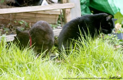 two black cats eating grass