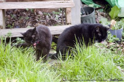 two black cats eating grass