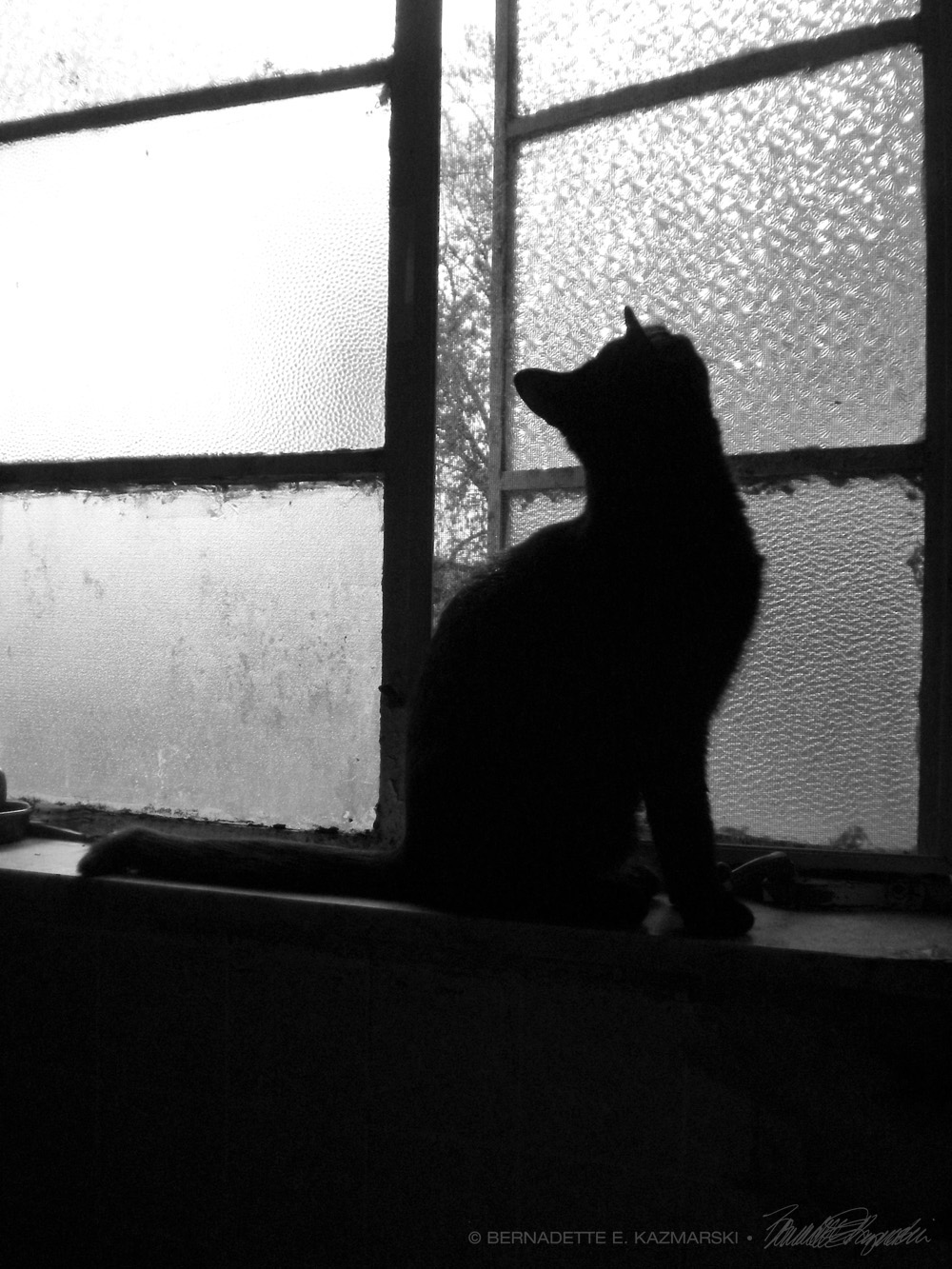 black cat silhouette on windowsill