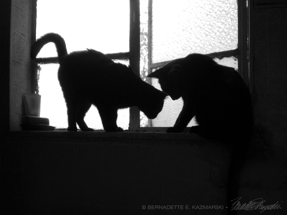 two black cat silhouettes on windowsill