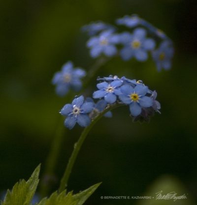 The forget-me-nots are beginning to bloom in earnest and are especially dear.