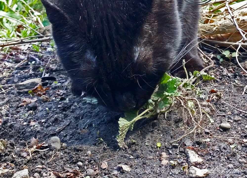 black cat with catnip plant