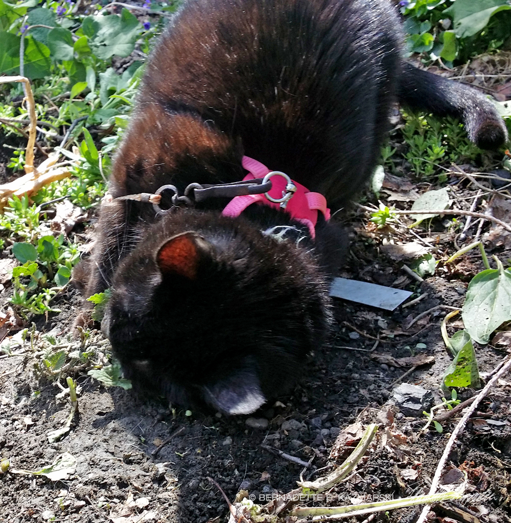 black cat rolling in dirt.
