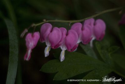 The first bleeding hearts.