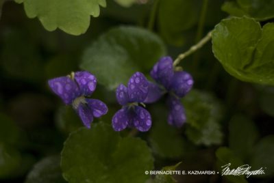 Rain-spattered violets looking very happy.