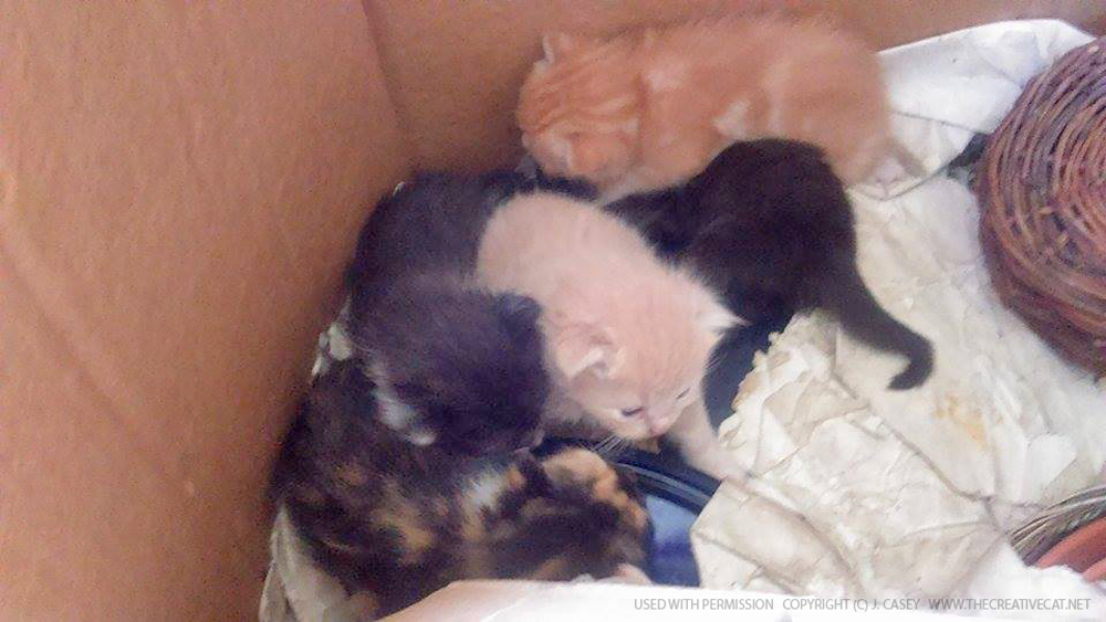 Charm's kittens.