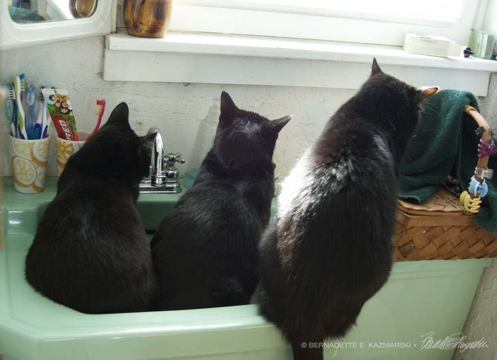 three black cats in green sink