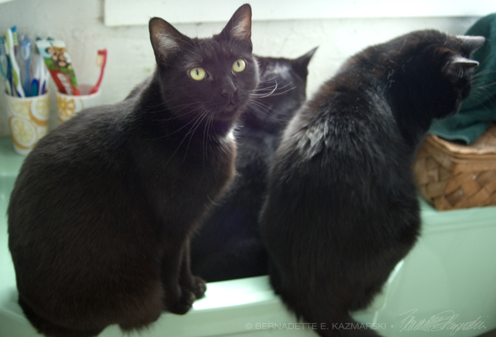 three black cats in sink