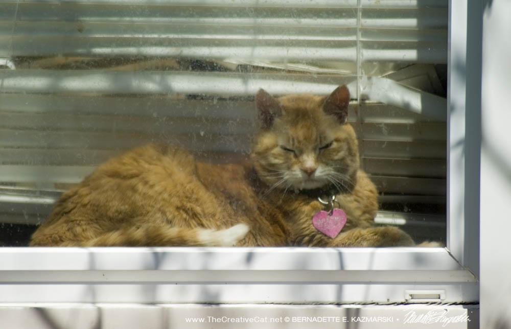 Amber Buttercup in her window.