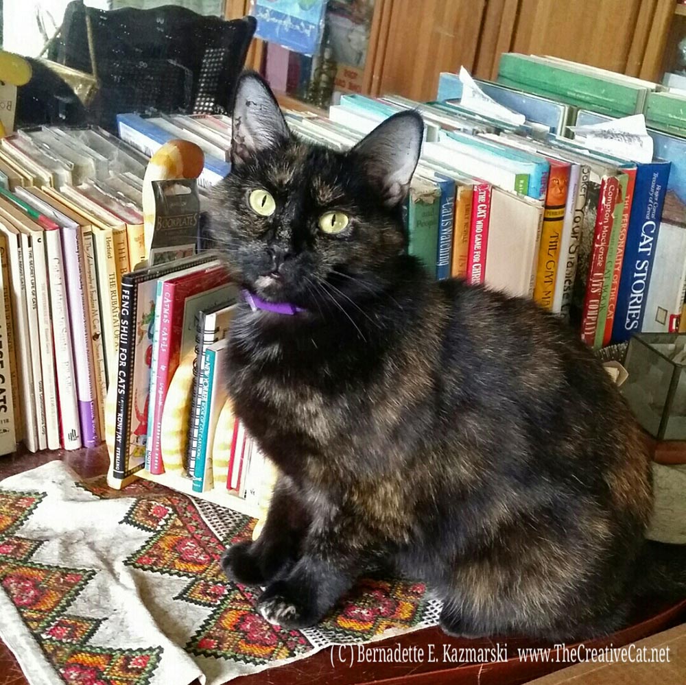 Sienna in the cat book library.