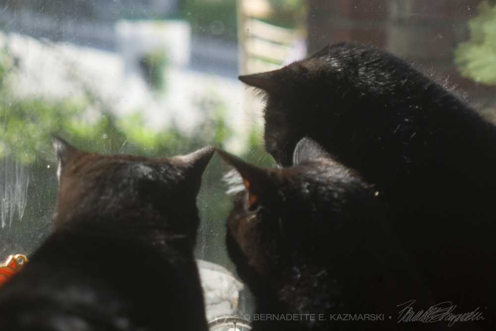 three black cats looking out window