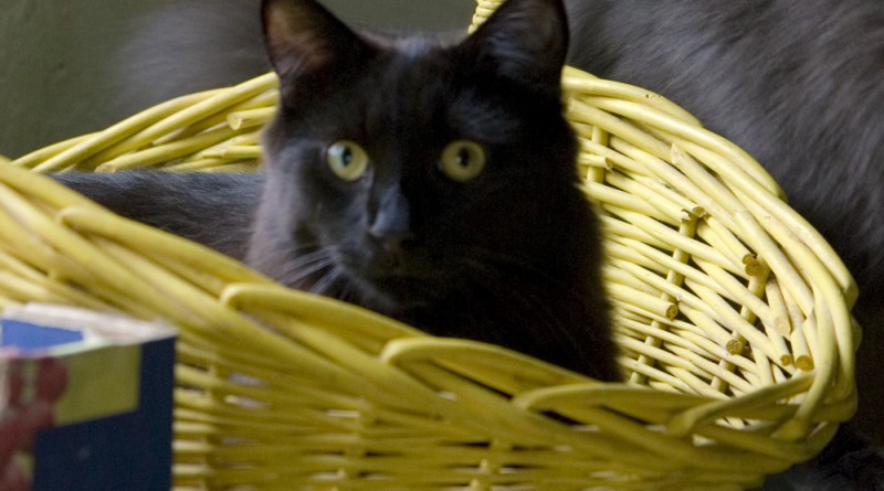 Hamlet is in the basket!