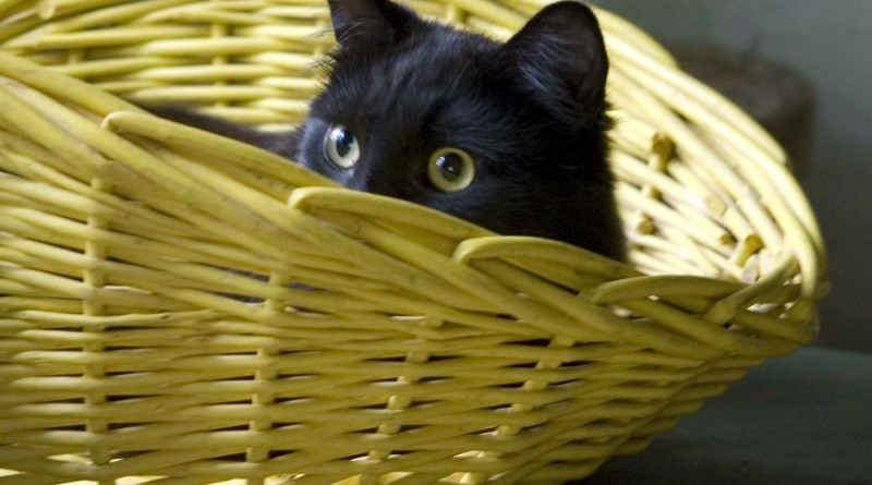 I'm sure no one will see you in the yellow basket, Hamlet.