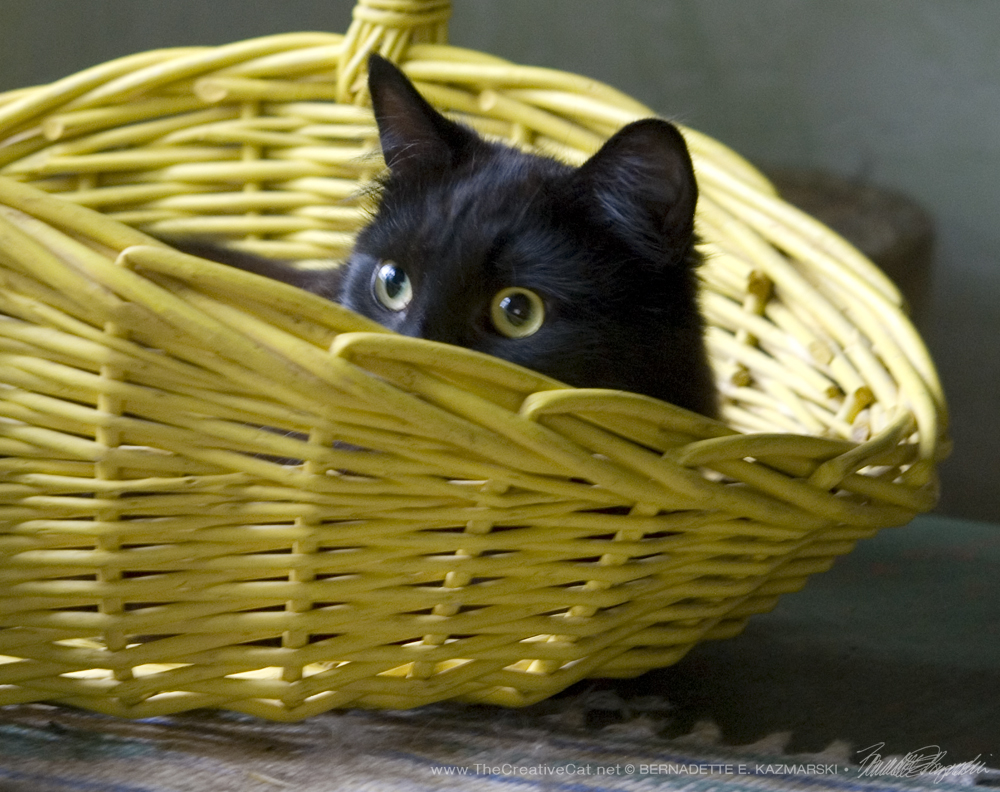 I'm sure no one will see you in the yellow basket, Hamlet.