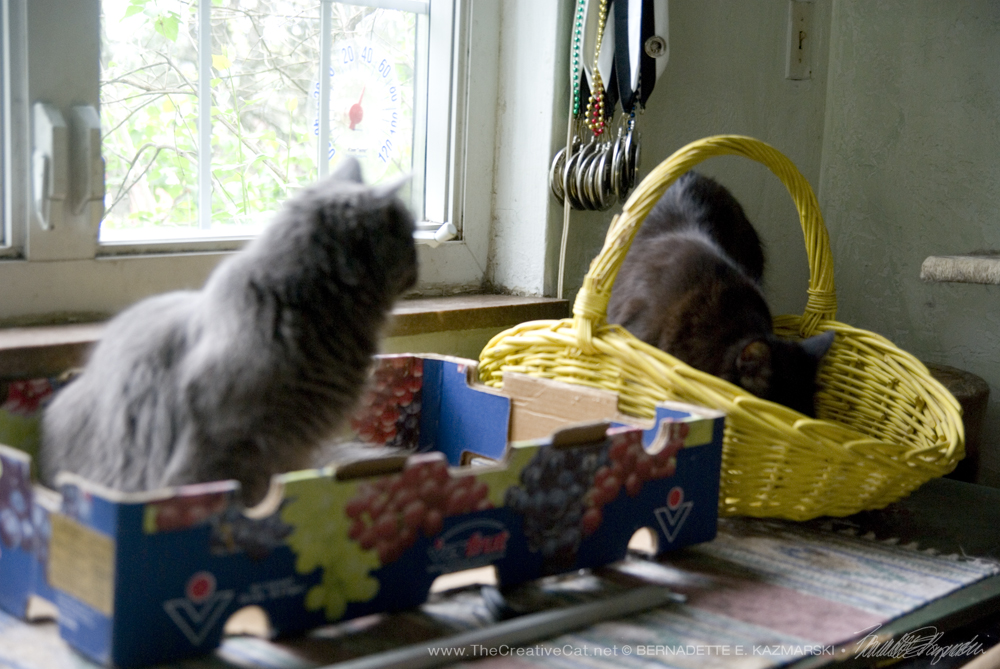 Hamlet and Ophelia discover the box and the basket.