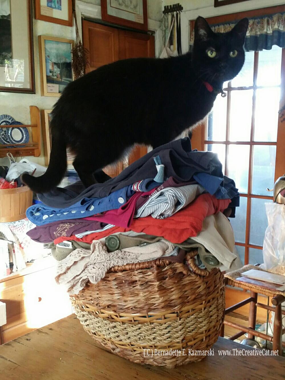 Mimi on the laundry