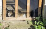 tabby and white cat at screen door