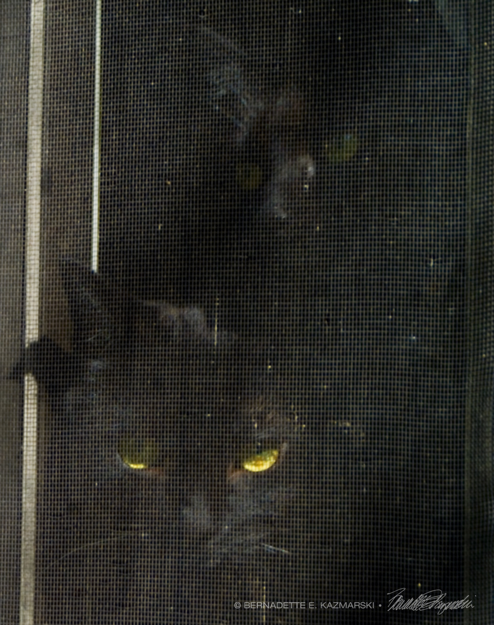 two black cats at window screen