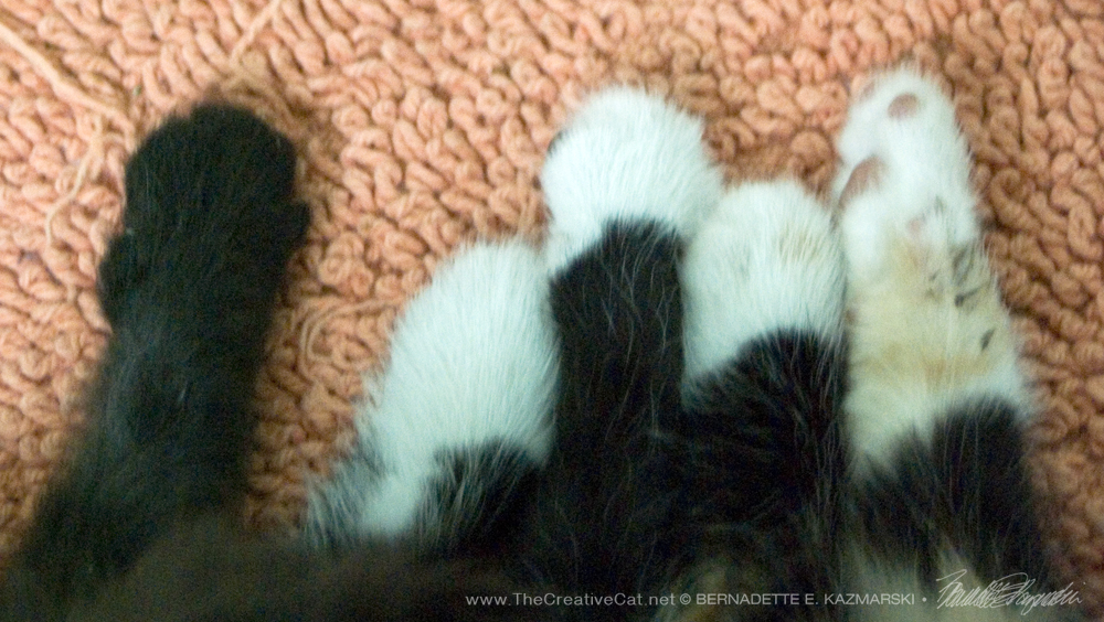 Kitten paws.
